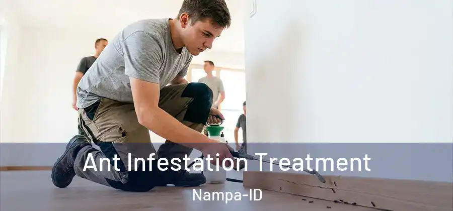  Ant Infestation Treatment Nampa-ID