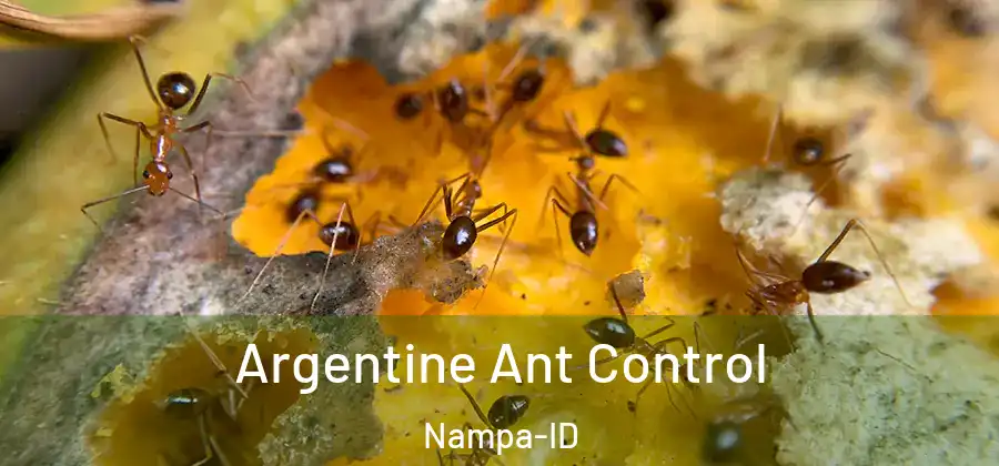 Argentine Ant Control Nampa-ID