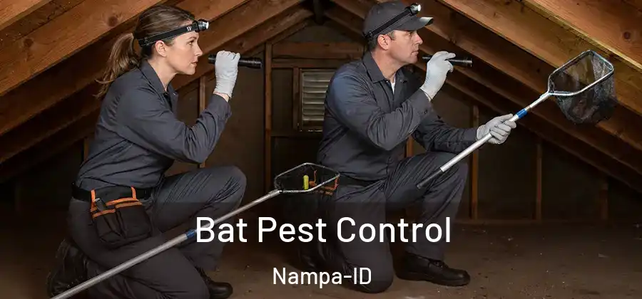  Bat Pest Control Nampa-ID