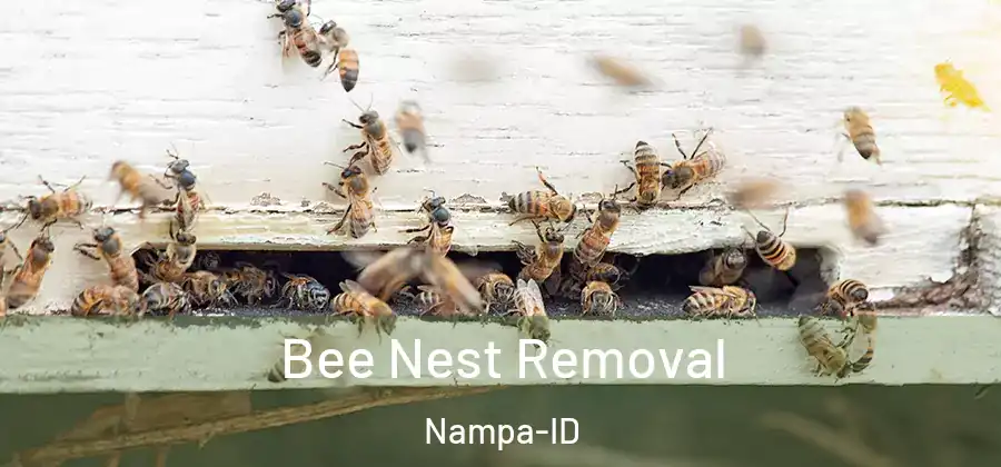 Bee Nest Removal Nampa-ID