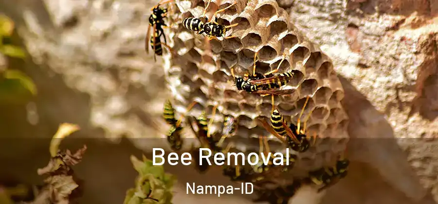 Bee Removal Nampa-ID