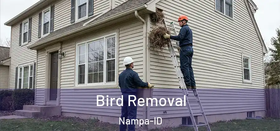 Bird Removal Nampa-ID