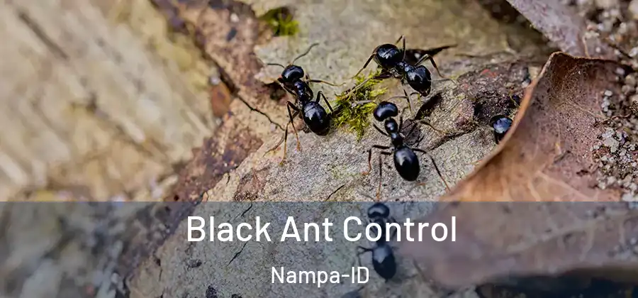 Black Ant Control Nampa-ID