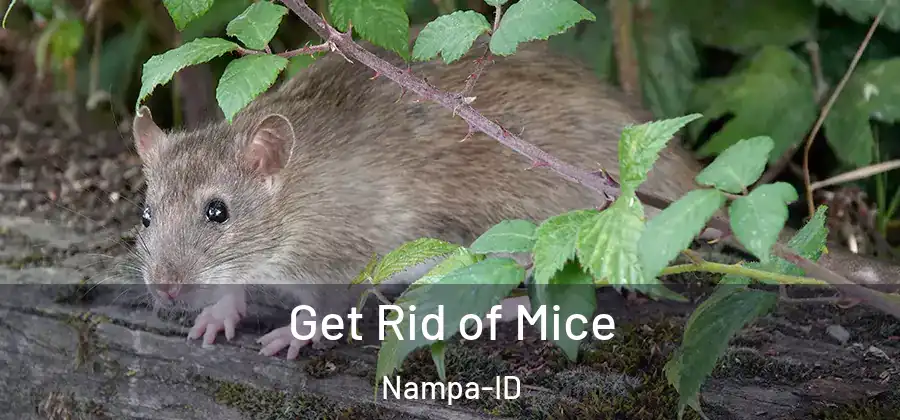 Get Rid of Mice Nampa-ID