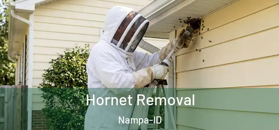 Hornet Removal Nampa-ID