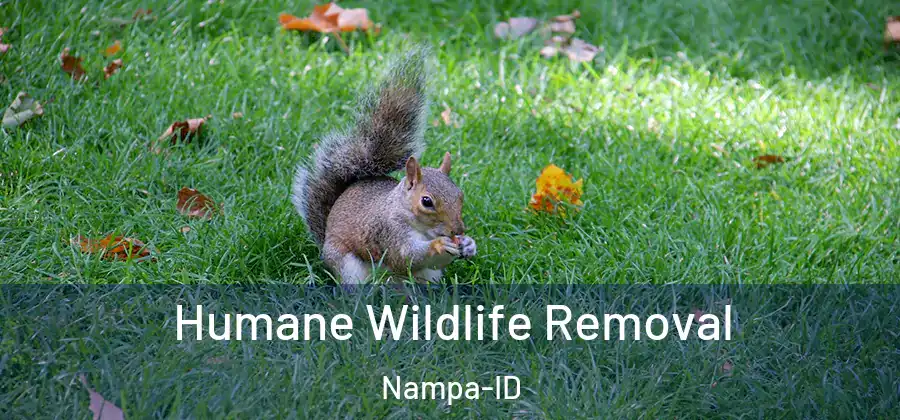 Humane Wildlife Removal Nampa-ID