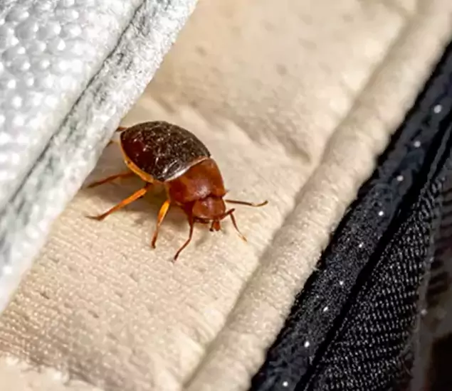 Trusted Bed Bug Prevention Specialists in Nampa, ID