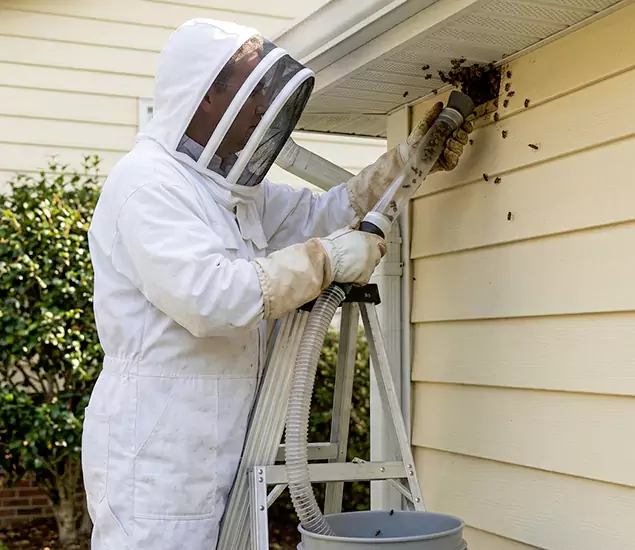 Your Affordable Bee Removal Company in Nampa, ID