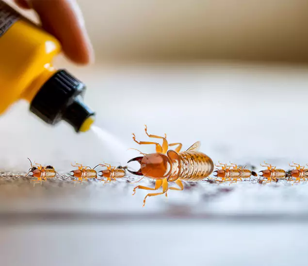 Reliable Bora Care Termite Experts in Nampa, ID