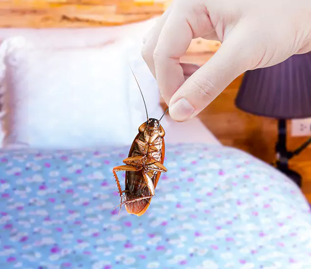 Expert Roach Control Services: Your Cockroach Pest Control in Nampa, ID