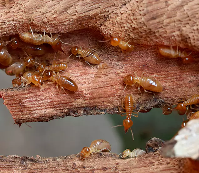 About Our Drywood Termite Treatment Experts in Nampa, ID
