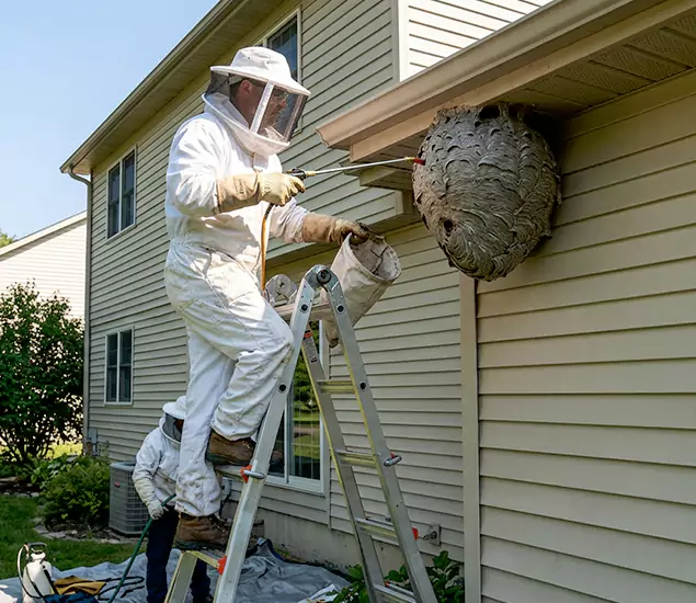 Expert Wasp Nest Removal: Your Local Wasp Nest Removal Company in Nampa, ID