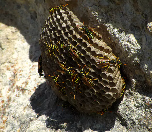 Your Local Hornet Removal Company in Nampa, ID