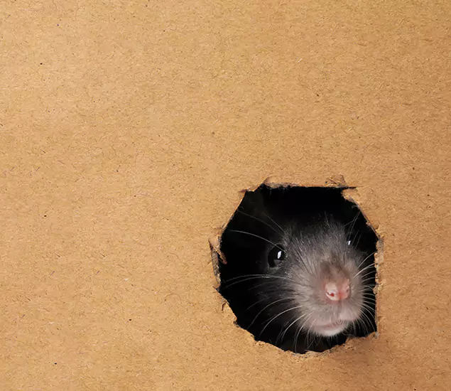 Rats in Attic Removal Experts in Nampa, ID