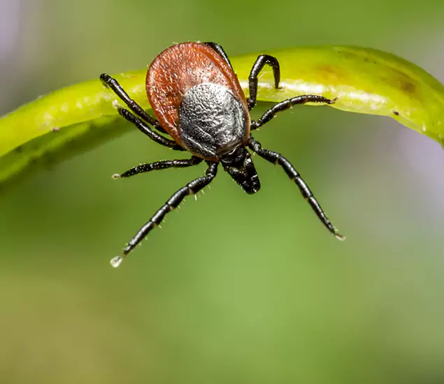 Your Trusted Tick Pest Control in Nampa, ID