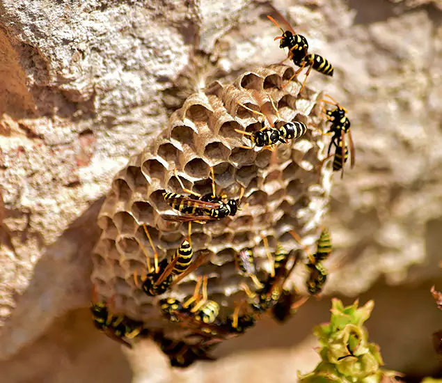 Your Best Wasp Removal Company in Nampa, ID