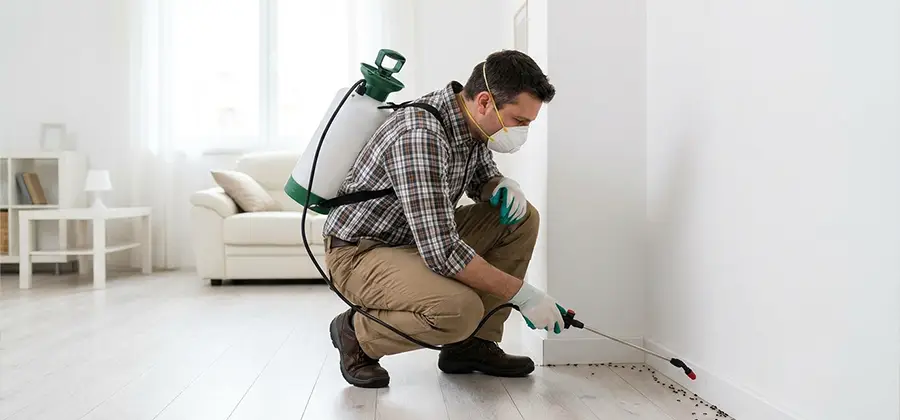 Seasonal Ant Infestation Control in Nampa