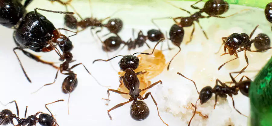 Argentine Ant Barrier Treatment in Nampa
