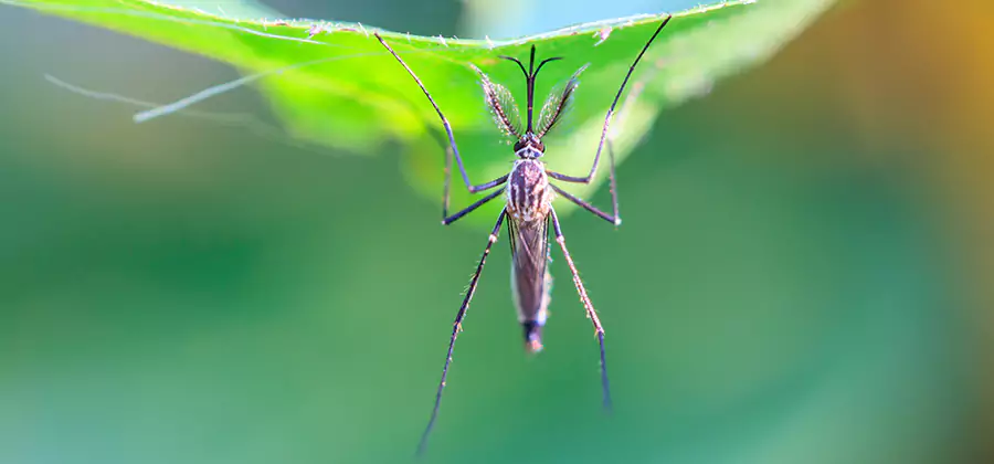 Natural Mosquito Spray for Yard in Nampa