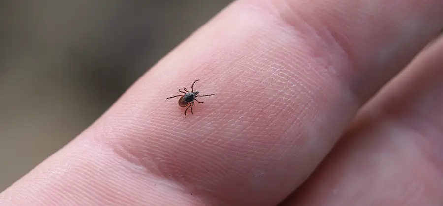 Infection Prevention for Bed Bug Bites in Nampa