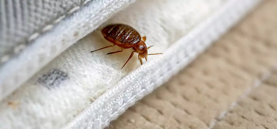 Tenting Bed Bug Fumigation in Nampa