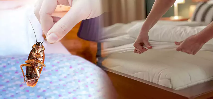 Bed Bug Home Extermination Service in Nampa