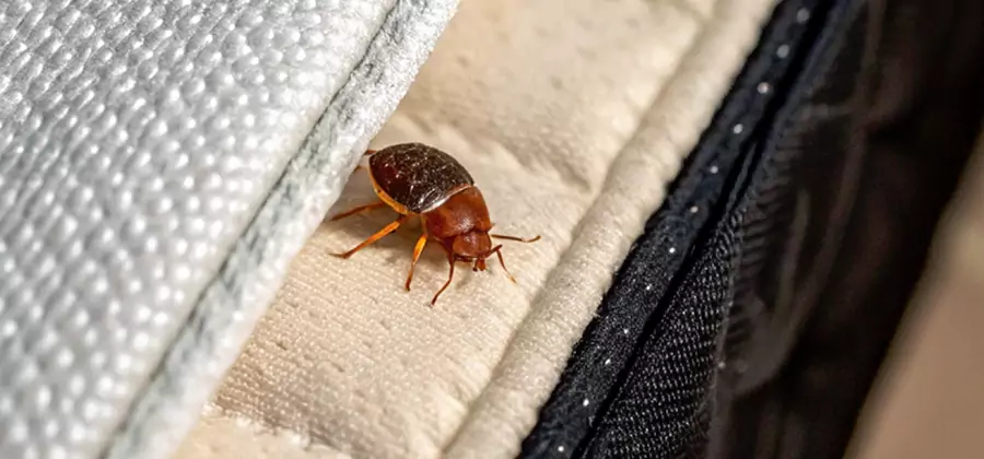 Commercial Bed Bug Control in Nampa