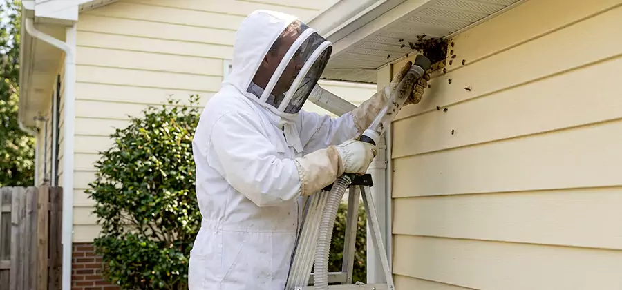 Ground Bee Removal in Nampa