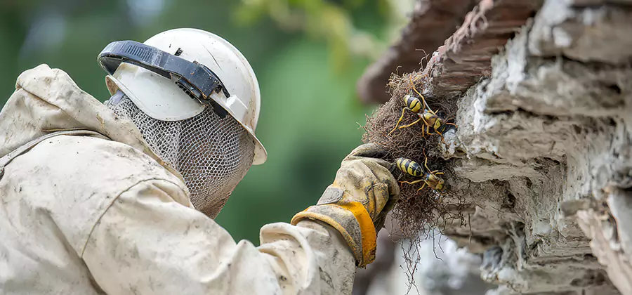 Bee and Wasp Hornet Removal in Nampa