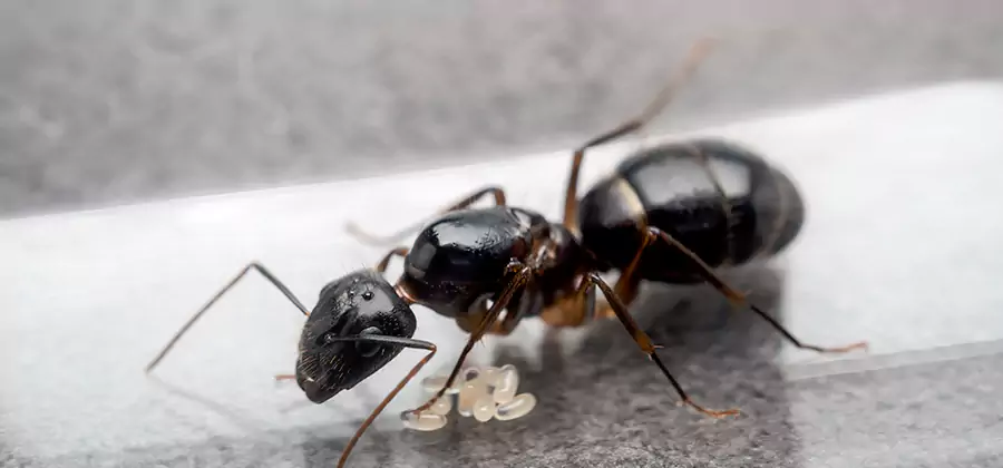 Black Ants in Kitchen Elimination in Nampa
