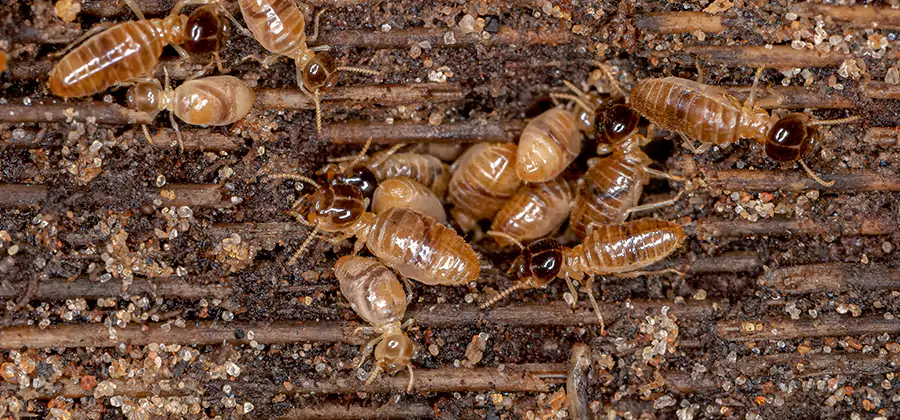 Bora Care Residential Termite Control in Nampa