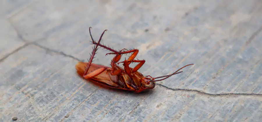 Cockroach Eradication for Commercial Properties in Nampa