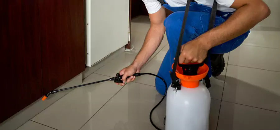 Palmetto Bug Exterminator in Nampa