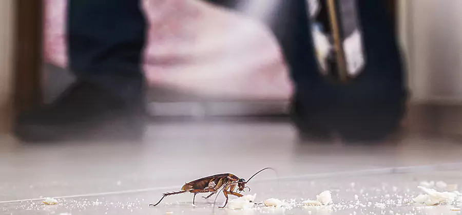 Roach House Treatment Nampa