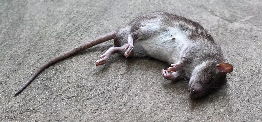 Dead Rat Disposal in Nampa