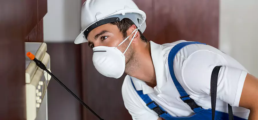 Injection Foam Treatment for Drywood Termites in Nampa