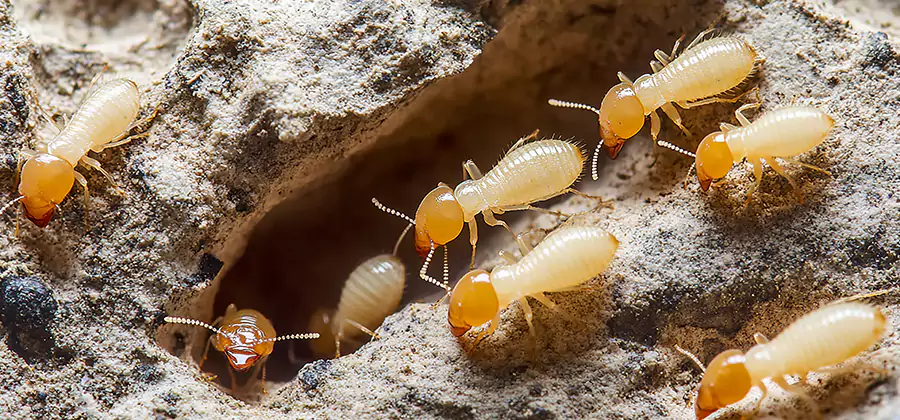 Termite Exterminator Services in Nampa