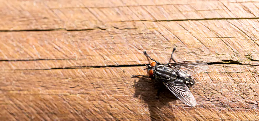 Flying Ant Barrier Treatment in Nampa