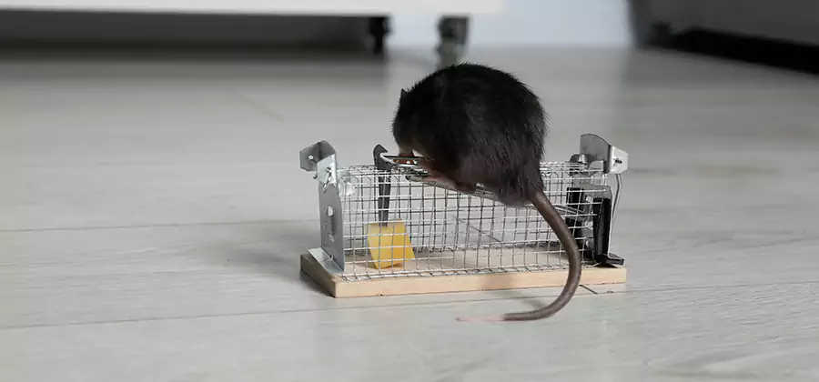 Mice in Attic Removal Nampa