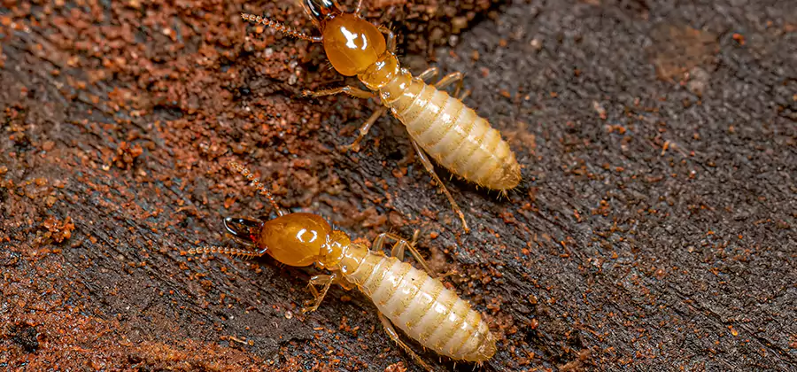 Structural Heat Termite Treatment in Nampa