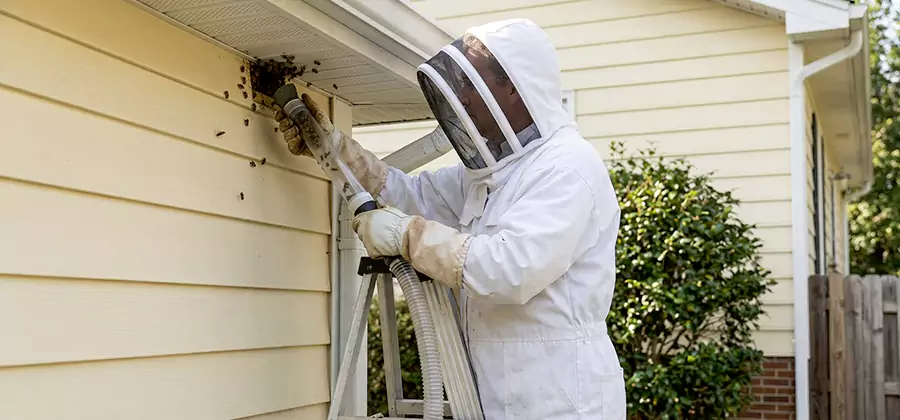 Wasp Nest in Wall Removal in Nampa