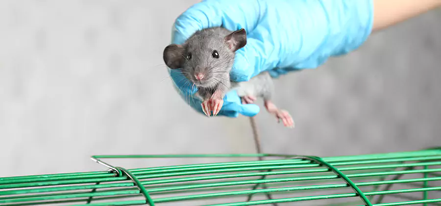 Humane Rat Trapping in Nampa