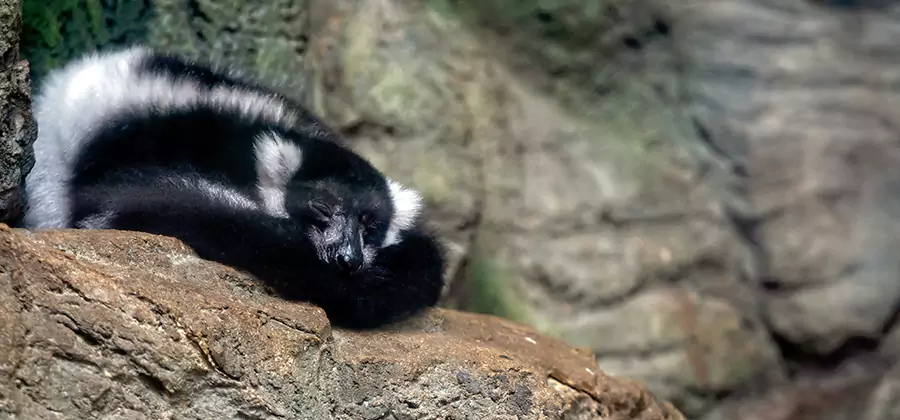 Humane Skunk Removal in Nampa