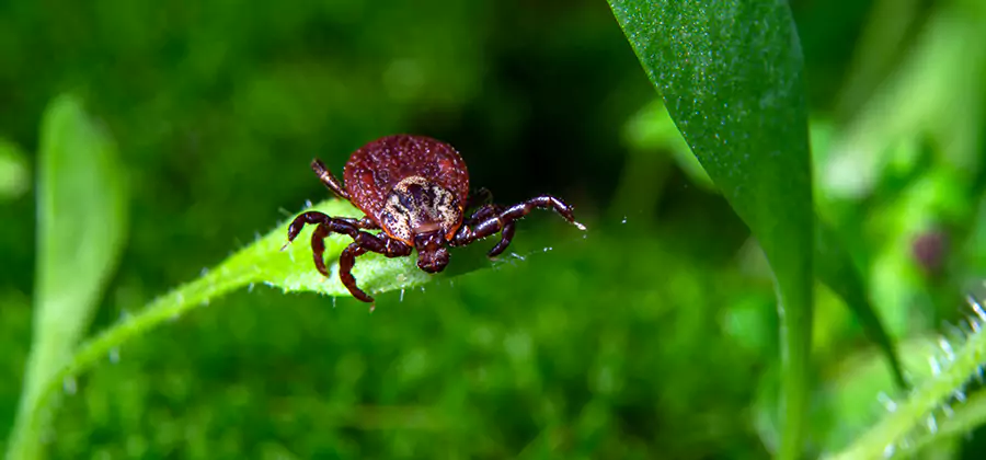 Tick Prevention for Yard in Nampa