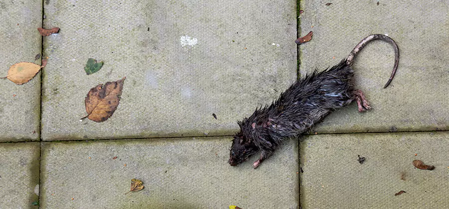 Mice in the Attic Removal in Nampa
