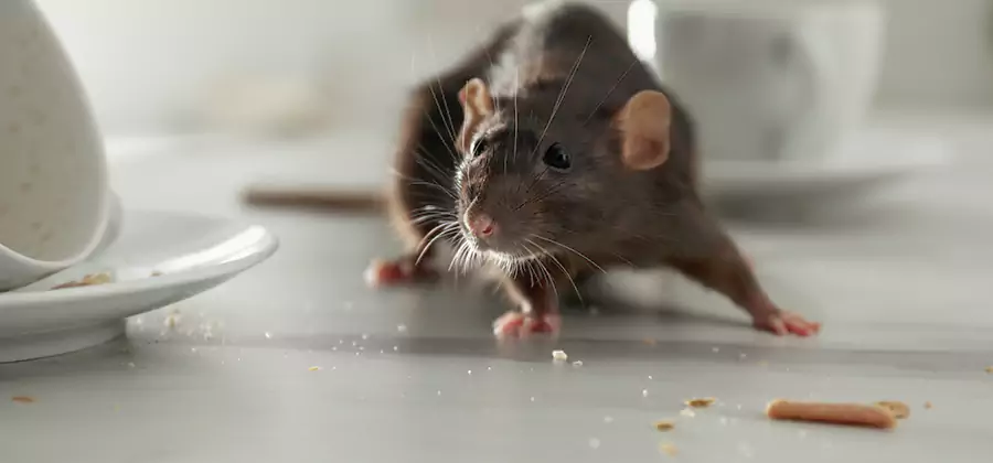 Rodent Feces Removal in Nampa