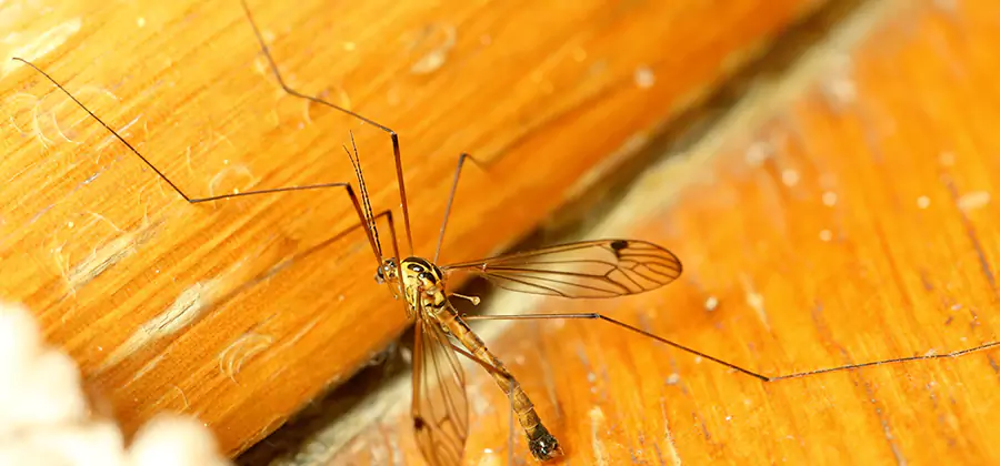 Exterior Mosquito Control in Nampa