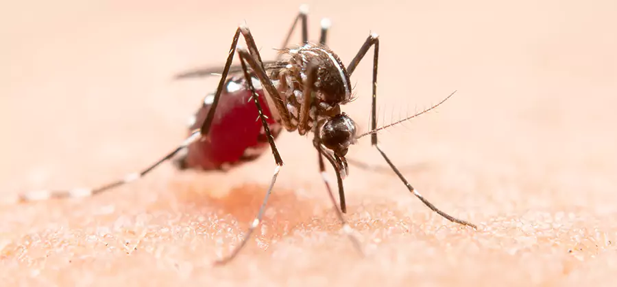 Pond Mosquito Control and Water Treatment in Nampa