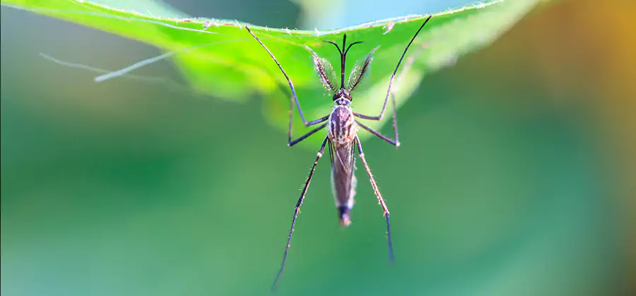 Home Defense Insect Killer in Nampa