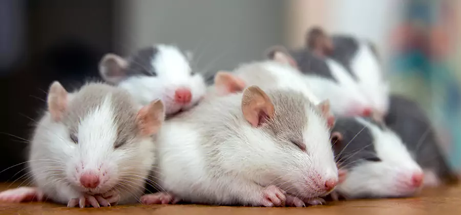 Nampa Pet Safe Mice Control